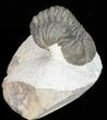 Bumpy Morocops Trilobite - Foum Zguid, Morocco #57542-2